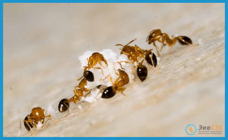 Можно ли вывести муравьев народными средствами - фото